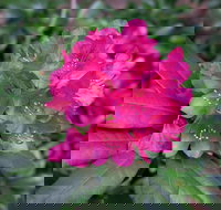 Rhododendrons at Brangayne - Stays Accommodation
