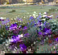 Riverina Iris Farm Open Garden and Iris Display - Stayed