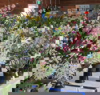 Sapphire Coast Orchid Club Spring Orchid Show - Stayed