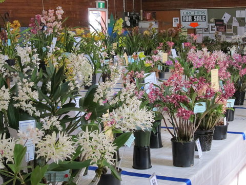Sapphire Coast Orchid Club Spring Orchid Show - Stayed 0