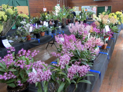 Sapphire Coast Orchid Club Spring Orchid Show - Stayed 1