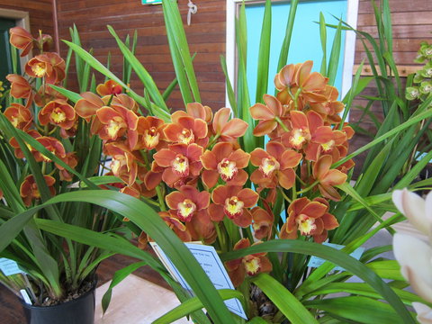 Sapphire Coast Orchid Club Spring Orchid Show - Stayed 2