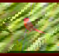 Spring into Finches and Softbills - Stayed