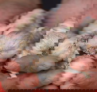 Armidale Farmers' Market - Stays Accommodation