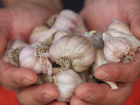 Armidale Farmers' Market - Stayed 0