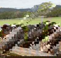 Bandon Grove Farm Tours - Stays Accommodation