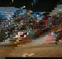 Black Opal Bull and Bronc Ride - Stayed