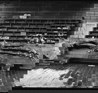 Capturing Nature Early photography at the Australian Museum 1857  1893 - Stays Accommodation