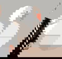 Classics Unwrapped 3 Animals - Stayed