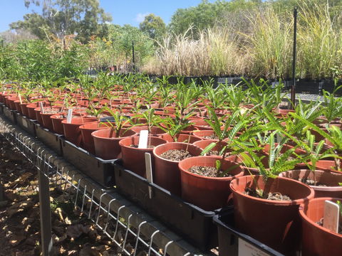 Conservation Volunteers Australia Townsville - Ocean View Nursery - Stays Accommodation 2