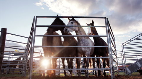 Cunnamulla Fella Festival 2020 - Stayed 1