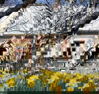 Daffodils at Rydal - Stayed