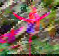 Friends of Tindale Garden Monthly Plant Sales - Stayed