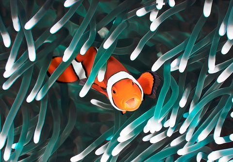 Great Barrier Reef Masters Games - Stayed 1