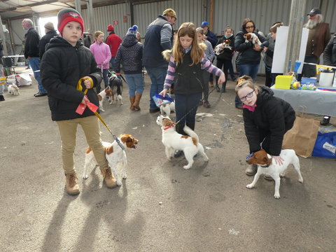 Hamilton Jack Russell Terrier And Hunting Dog Show - Stayed 1