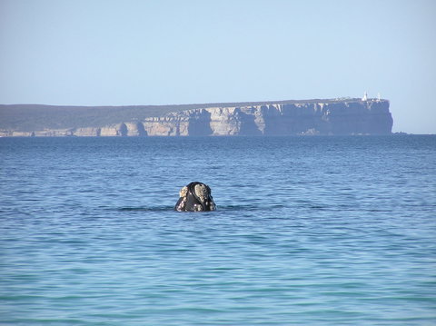 Jervis Bay's Sydney To Hobart Experience - Stayed 0