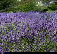 Lavender Herb and Chilli Festival - Stays Accommodation