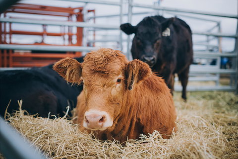 Mudgee Small Farm Field Days - Stayed 2