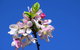 Spring Time At Hunter Valley Gardens - thumb 0