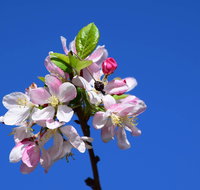 Spring time at Hunter Valley Gardens - Stayed