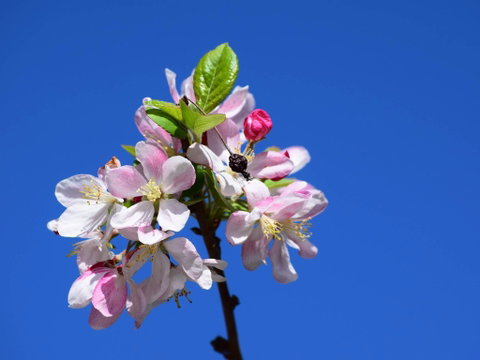 Spring Time At Hunter Valley Gardens - Stayed 0