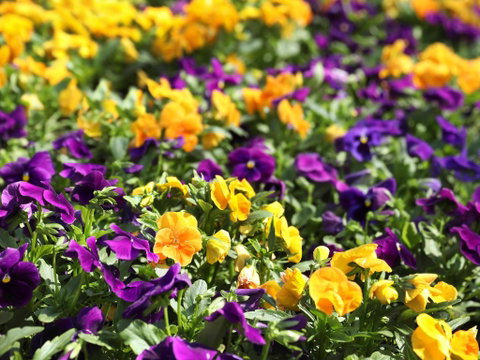 Spring Time At Hunter Valley Gardens - Stayed 2