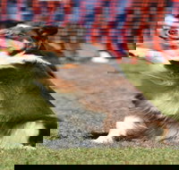 Dogs in the Park NSW Orange - Stays Accommodation