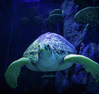 Sydney's Aquarium - Stayed