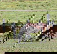 Airport Motel Sir Francis Drake - Stayed