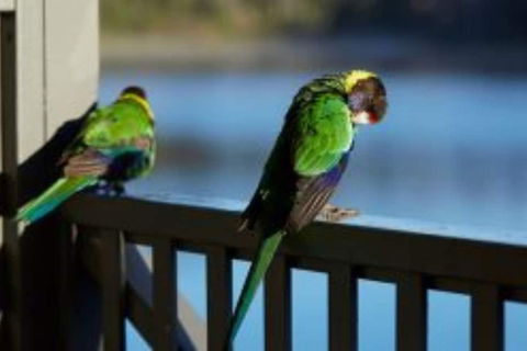 RAC Karri Valley Resort - Stayed 3