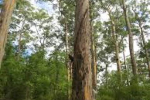 RAC Karri Valley Resort - Stayed 1