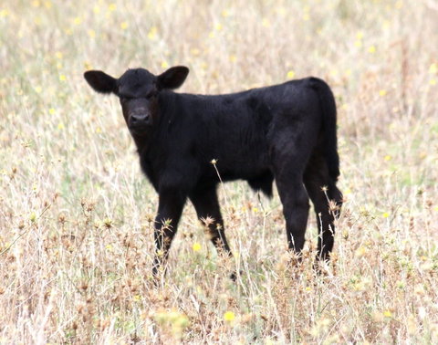 Old Bara Guesthouse - Stayed 4