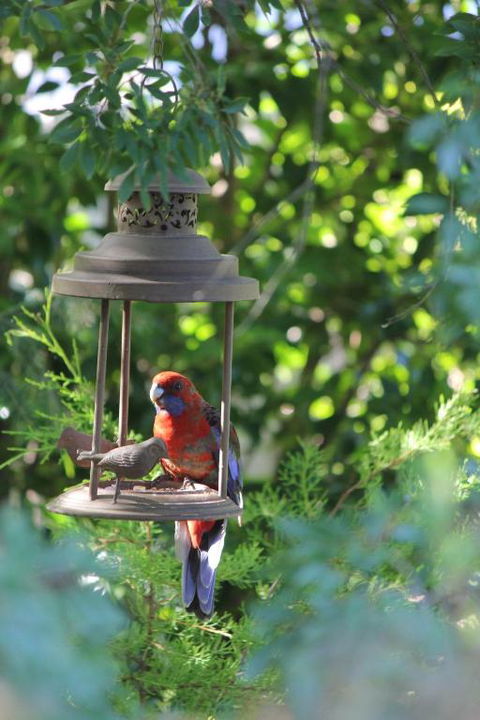 Winston Cottage At Three Sisters - Stayed 1