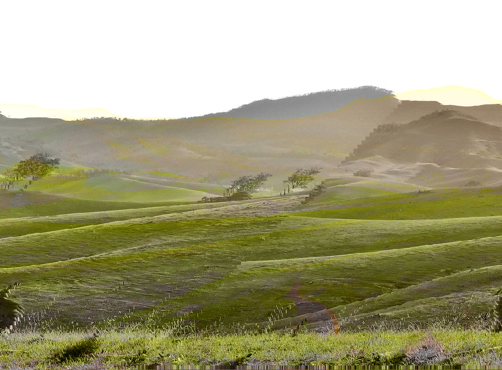 Cannon Creek QLD Stayed