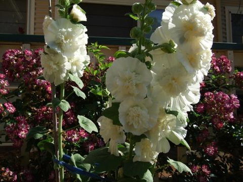 Nannup Riverview Cottage - Stayed 2