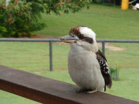 Eumundi Cottages Cottage 1 - Stayed 3