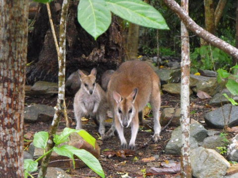 Yachtsmans Paradise Whitsundays - Stays Accommodation 6