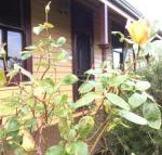 Albion Cottage - Stayed