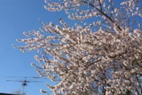 The Cottage On George Street - Stayed 3