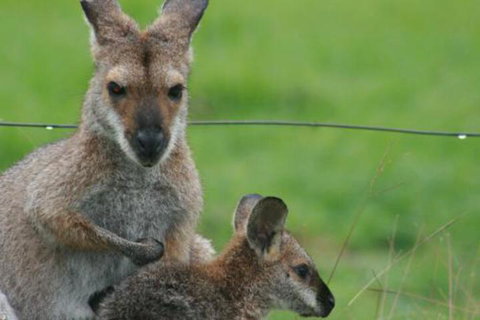 Grand View Holiday Home - Stayed 6