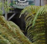 The Wombat Cottage - Stayed