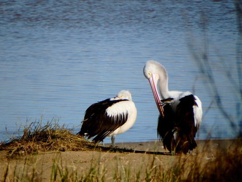 Lazy Lobster Holiday Units & Chalets - Stayed 5