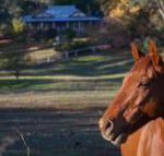 Historic Oak Hill House Estate Truffle Gourmet Festival Region - Stayed