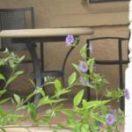 Amalie Cottage Waikerie Unit 1 - Stays Accommodation 0