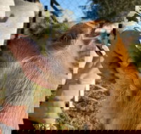 Quirindi Sunflower Motor Inn - Stayed