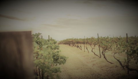 Unlax @ Hunter Valley - Stayed 4