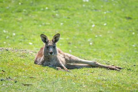 Halls Gap Motel - Stayed 5