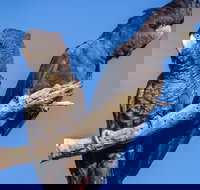 Bussells Bushland Cottages - Stayed