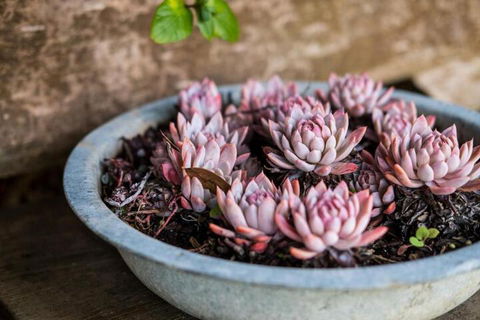 Aggies Bed & Breakfast - Stayed 3