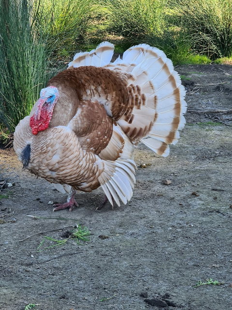 Halls Haven Holiday Units - Stayed 0